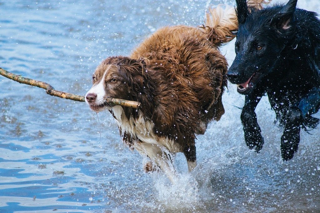 Les besoins essentiels à connaître pour bien s'occuper d'un chien