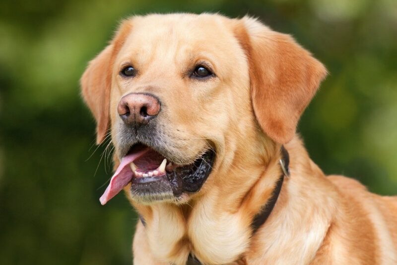 Les besoins essentiels à connaître pour bien s&rsquo;occuper d&rsquo;un chien